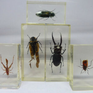 Insectes inclusion sous résine lot 9
